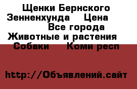 Щенки Бернского Зенненхунда  › Цена ­ 40 000 - Все города Животные и растения » Собаки   . Коми респ.